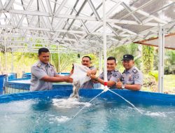 BEKERJA SAMA DENGAN KOPERASI, KEPALA LAPAS IIA BANGKINANG TABURI 6.000 BENIH IKAN NILA DI KOLAM LAPAS BANGKINANG