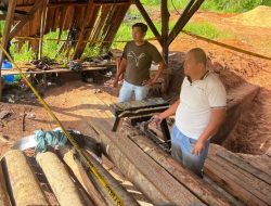 Gerebek tempat pengolahan kayu hasil Ilegal Logging, Polres Kampar Amankan Tual Kayu dan 3 Tersangka
