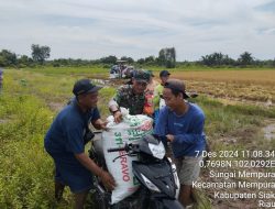 Babinsa Koramil 01/Siak Bersama Kelompok Tani Lanjutkan Panen Padi Gogo Hari Ketiga di Kelurahan Sungai Mempura