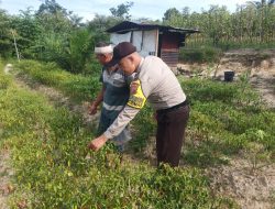 Polsek Singingi Lakukan Pengecekan Lokasi Ketahanan Pangan Untuk Dukung Program ASTA CITA Presiden RI