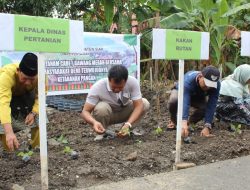 Wujudkan Program Ketahanan Pangan Nasional, Rutan Siak Gelar Penanaman Cabai Bersama Dinas Pertanian Kabupaten Siak