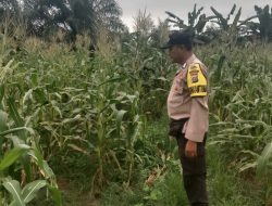 Polsek Kuantan Hilir Dukung Program ASTA CITA Presiden RI Melalui Pengecekan Tanaman Jagung Mani