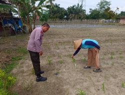 Bhabinkamtibmas Polsek Siak Hulu Pantau Ketahanan Pangan di Desa Baru: Cabe, Kacang, dan Jagung Tumbuh Subur!