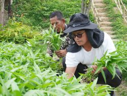 Panen Kangkung, Buah Manis dari Pembinaan di Rutan Pekanbaru