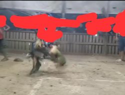 Judi Sabung Ayam di Sagulung Diduga Beroperasi Terang-Terangan, Cerminan Lemahnya Penegakan Hukum