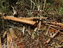 Hutan Lindung Koto Lamo Kapur IX Diduga Dibabat, Warga Khawatir Bencana Longsor dan Banjir