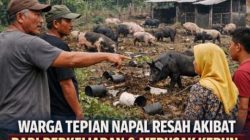 Warga Dusun Tepian Napal Merasakan Resah Dan DirugikanTerhadap Keberadaan Babi Berkeliaran