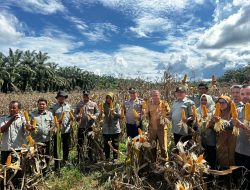 Dukung Program Asta Cita, Kapolsek Rambah Hilir Turun Langsung Kawal Panen Jagung
