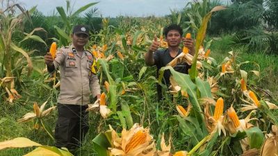 Polsek Tambusai Dampingi Petani PT. PSA, Dukung Swasembada Pangan Asta Cita Presiden Prabowo