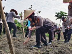 Dukung program Ketahanan Pangan, Polsek Senapelan Laksanakan Penanaman Jagung Pipil