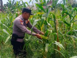 Polsek Batu Hampar Cek Tanaman Jagung Kwartal I, Dukung Ketahanan Pangan Asta Cita Presiden