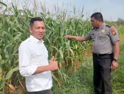 *Polres Rokan Hulu Pantau Pertumbuhan Jagung Hibrida, Siapkan 6 Hektare Lahan Baru untuk Mendukung Ketahanan Pangan*
