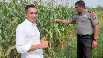 *Polres Rokan Hulu Pantau Pertumbuhan Jagung Hibrida, Siapkan 6 Hektare Lahan Baru untuk Mendukung Ketahanan Pangan*