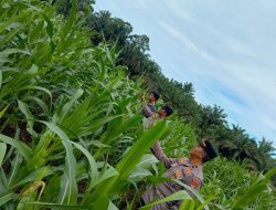 Polsek Rambah Samo Cek Perkembangan Jagung Pipil Hasil Penanaman Ulang di Desa Teluk Aur