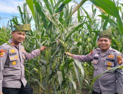 Kapolsek Batu Hampar IPTU Romi Yendri Cek Tanaman Jagung Kwartal I, Dukung Program Ketahanan Pangan Nasional