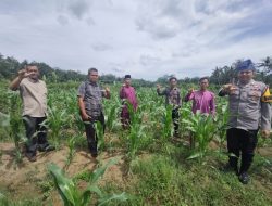Polsek Rambah Samo dan Pemdes Rambah Baru Tinjau Perkembangan Jagung Pipil, Dukung Ketahanan Pangan Desa.