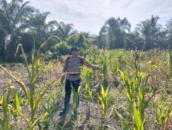 Polsek Batu Hampar Cek Lokasi Tanaman Jagung di Sungai Sialang Hulu Bentuk Dukungan Program Asta Cita Presiden