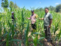 Polsek Rambah Samo Cek Perkembangan Jagung Pipil di Desa Teluk Aur.