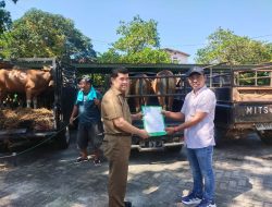 Diterima Sekda Kampar, Bantuan Sapi Kurban PT Anugerah Sawit Sejahtera Jadi Sorotan Positif