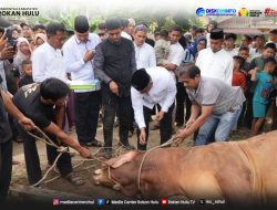 Bupati Anton dan Jajaran Pemkab Rohul Turun Langsung, Pastikan Berkah 81 Sapi Qurban Mengalir ke Masyarakat