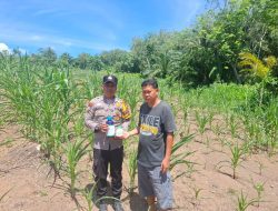 POLSEK TAMBUSAI CINTA PETANI, BERIKAN BANTUAN RACUN HAMA KEPADA PETANI.