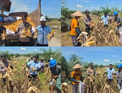 WUJUDKAN KETAHANAN PANGAN KELOMPOK TANI PT. PSA DAN POLSEK TAMBUSAI LAKUKAN PANEN JAGUNG