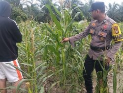Polsek Batu Hampar Cek Perkembangan Jagung di Desa Kepenghuluan Sungai Sialang Hulu Bentuk Komitmen Dukung Program Ketahanan Pangan Nasional