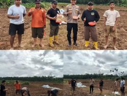 Polsek Tambusai wujudkan ketahanan Pangan dengan Kelompok Tani dalam rangka Penanaman Jagung Kuartal II di Desa Batas, Kec. Tambusai