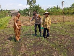 Dukung Program Ketahanan Pangan, Polsek Kampar Kiri Hilir Bersama Kelompok Tani Rukun Sentosa Tanam Jagung Pipil Tumpang Sari