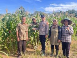 Polres Rokan Hulu Monitoring Jagung Usia 64 Hari, Opimalisasi Program Ketahanan Pangan Nasional