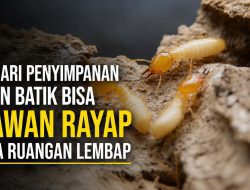 Lemari Penyimpanan Kain Batik Bisa Rawan Rayap Jika Ruangan Lembap