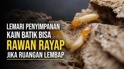 anti rayap solo