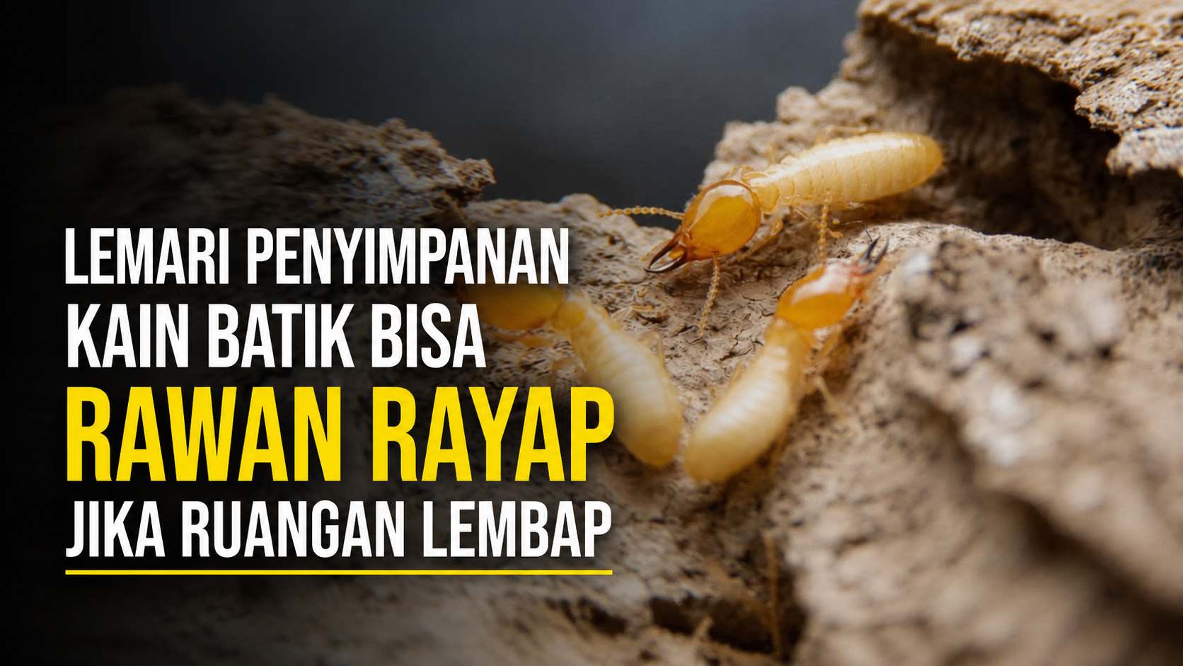 anti rayap solo