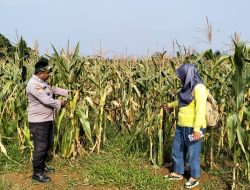 Polsek Rambah Cek Pertumbuhan Jagung Pipil, Dukung Program Ketahanan Pangan di Lahan 6 Hektare
