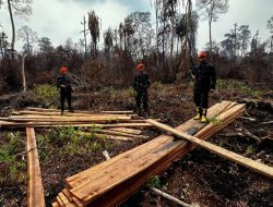 TEMBUS HUTAN RIAU PADAMKAN KARHUTLA, PRAJURIT TNI AU TEMUKAN INDIKASI ILLEGAL LOGING