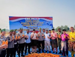 Polres Rokan Hulu Panen Jagung, Perkuat Program Swasembada Pangan Nasional