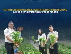 Rutan Pekanbaru Kembali Panen Jagung dan Kangkung, Wujud Nyata Pembinaan Warga Binaan